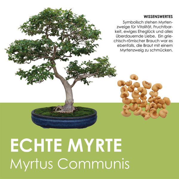 Echte Myrte Samen - Myrtus communis (Bonsai) - HappySeed