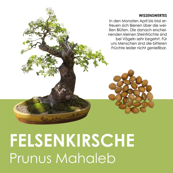 Felsenkirsche Samen - Prunus mahaleb (Bonsai) - HappySeed