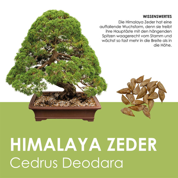 Himalaya Zeder Samen - Cedrus deodara (Bonsai) - HappySeed