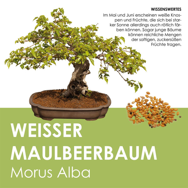 Weißer Maulbeerbaum Samen - Morus alba (Bonsai) - HappySeed