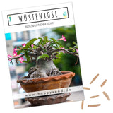 Wüstenrose Samen - Adenium Obesum (Kakteen) - HappySeed